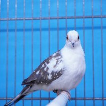 Diamantduif 250426 (5).JPG