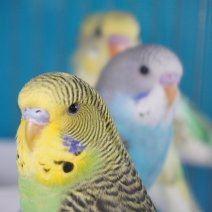 Grasparkiet 250426 (2).JPG