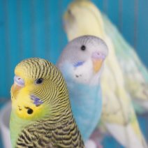 Grasparkiet 250426 (3).JPG