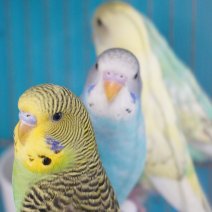 Grasparkiet 250426 (4).JPG