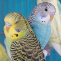 Grasparkiet 250426 (5).JPG