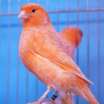 kanarie rood intensief 250426 (1).JPG