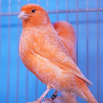 kanarie rood intensief 250426 (2).JPG