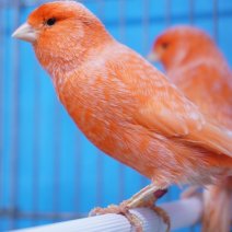 kanarie rood intensief 250426 (3).JPG