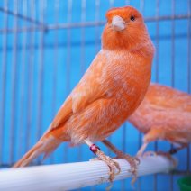 kanarie rood intensief 250426 (4).JPG