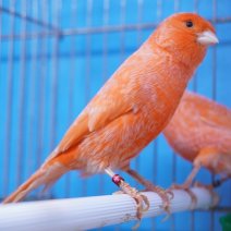 kanarie rood intensief 250426 (5).JPG
