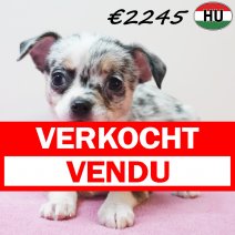 Chihuahua 291225 F(HU8818) 150426 verkocht - vendu.jpg