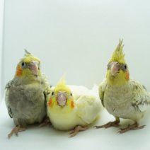 baby valkparkiet 260426 (3).JPG