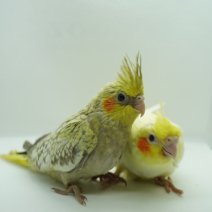 baby valkparkiet 260426 (1).jpg