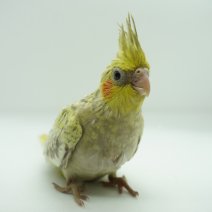 baby valkparkiet 260426 (2).jpg