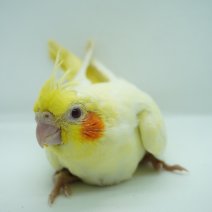 baby valkparkiet 260426 (4).jpg