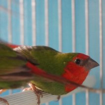 roodkop papgeaai amadine 110426 (1).JPG