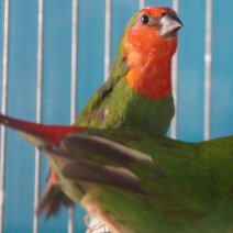 roodkop papgeaai amadine 110426 (5).JPG