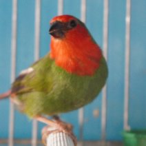 roodkop papgeaai amadine 110426 (6).JPG