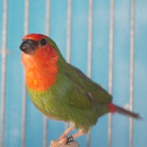 roodkop papgeaai amadine 110426 (7).JPG