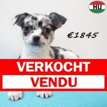 Chihuahua 291225 M(HU8816) 150426 Verkocht - Vendu.jpg