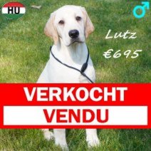Labrador Lutz 091025 M(HU8571) 210326 Verkocht - Vendu.jpg