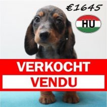 Teckel 281225 M (HU2562) 240426 Verkocht - Vendu.jpg