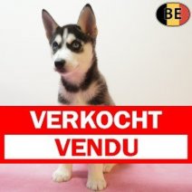 Husky 270126 F(BE5981) 010426 Verkocht - Vendu.jpg