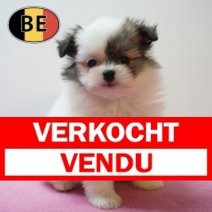 Maltipom Â°220226 F (BE6087) 240426 Verkocht - Vendu.jpg