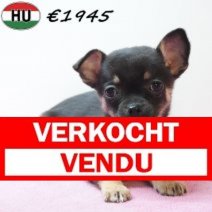 Chihuahua 291225 F(HU8821) 150426 Verkocht - Vendu.jpg