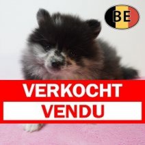 Keesje 100226 F (BE1925) 080426 Verkocht - Vendu.jpg