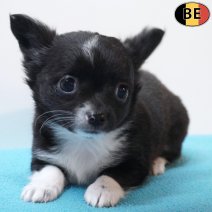 Chihuahua 260226 M(BE1636) 290426.jpg