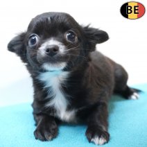 Chihuahua 260226 M(BE4977) 290426.jpg