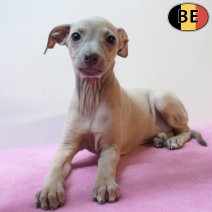 Italiaanse Windhond 020326 F(BE1444) 290426.jpg