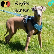 Italiaanse Windhond Rufus 190825 M(BE4871) 290426.jpg