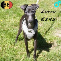 Italiaanse Windhond Zorro 181025 M(BE4971) 290426.jpg
