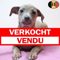 Italiaanse Windhond 020326 F(BE2218) 290426 verkocht - vendu.jpg