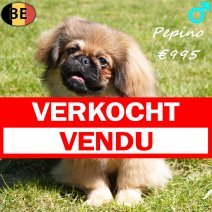 Pekingees Pepino 111225 M(BE6381) 260426 verkocht - vendu.jpg