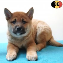 Shiba Inu 020326 M(BE6664) 010526.jpg