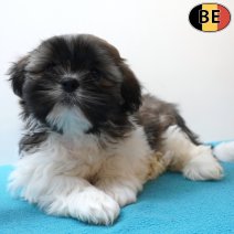 Lhasa Apso 260226 M(BE6613) 010526.jpg