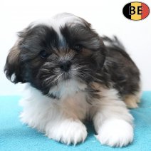 Lhasa Apso 260226 M(BE6656) 010526.jpg