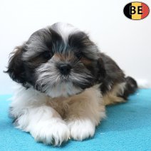 Lhasa Apso 260226 M(BE6666) 010526.jpg