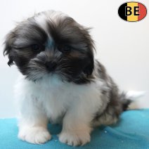 Lhasa Apso 260226 M(BE6675) 010526.jpg