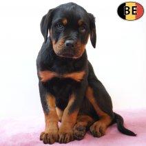 Rottweiler 190226 F(BE6387) 010526.jpg