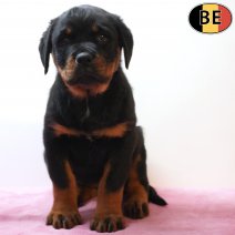 Rottweiler 190226 F(BE6493) 010526.jpg