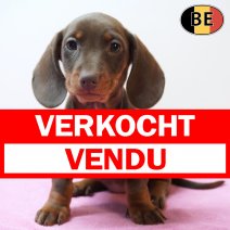 Teckel 250226 F(BE0200) 220426 verkocht - vendu.jpg