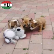 Engelse Bulldog nestje (HU) beschikbaar op 030726.jpg