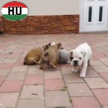 Engelse Bulldog pups (HU) beschikbaar op 030726.jpg