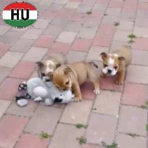 Engelse Bulldog pups (HU) nestje beschikbaar op 030726.jpg