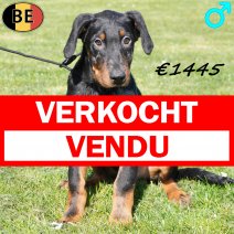 Beauceron 111225 M(BE1548) 180326 verkocht - vendu.jpg