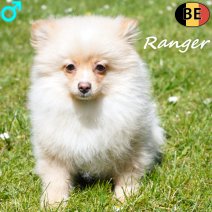 Keesje Ranger 190126 M(BE3381) 010526.jpg