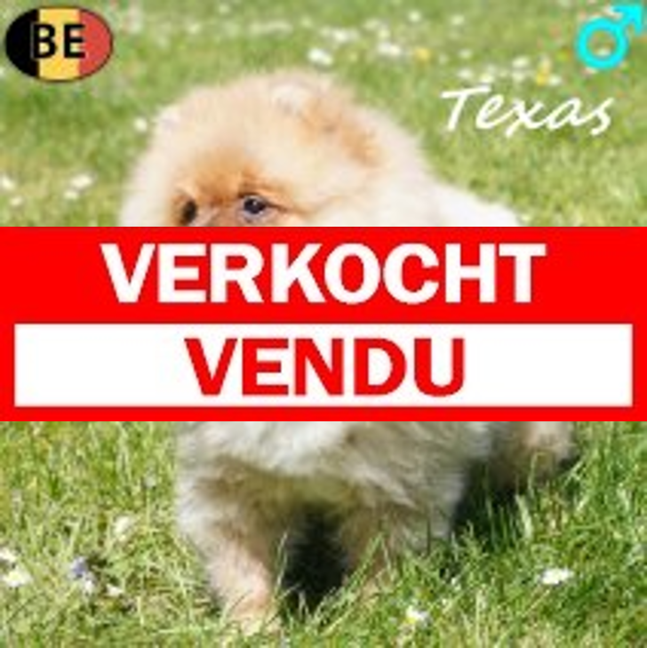 Keesje Texas 08-12-25 M(BE3331) 01-05-26.verkocht-vendu