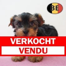 Yorrkshire terrier 180226 F (BE3873) 150426 Verkocht - Vendu.jpg