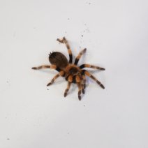 mexicaanse roodknievogelspin2 01-05-26.JPG