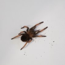 mexicaanse roodscheenvogelspin 01-05-26.JPG